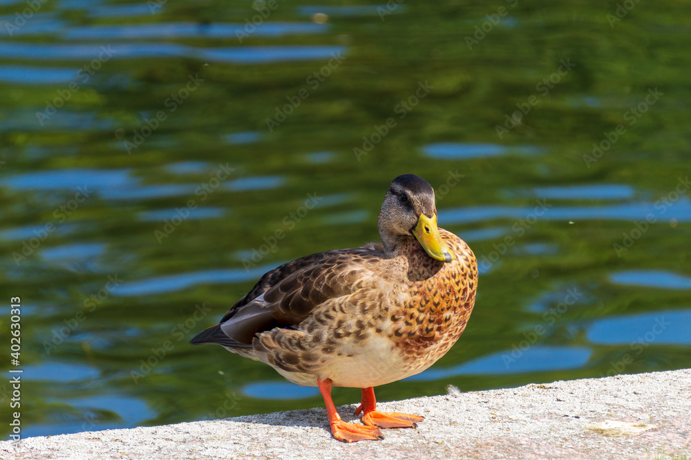 Mallard (Anas platyrhynchos) or a dabbling duck. Mallard (Anas platyrhynchos) or a dabbling duck.