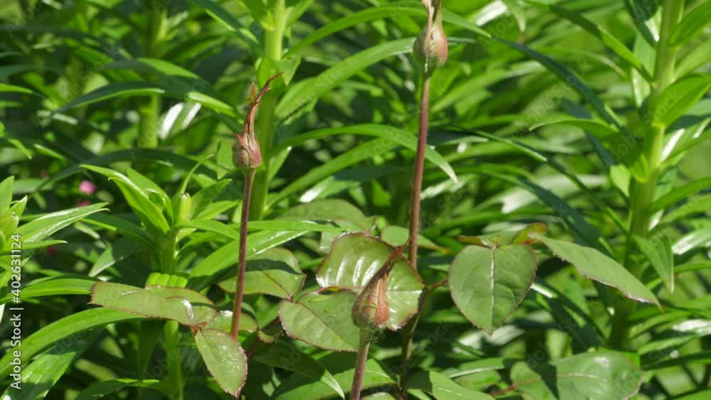 oung rose buds on a bush in the garden. oung rose buds on a bush in the garden.