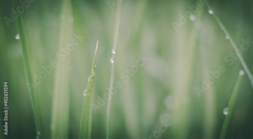 Water droplets on the light green rice leaves and blur green nature background. Vintage filter