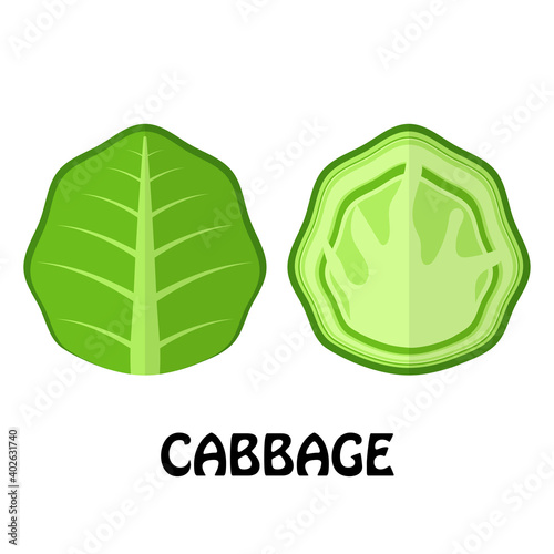 Vector Illustration Flat Cabbage isolated on white background , Raw materials fresh vegetable