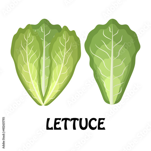 Vector Illustration Flat Lettuce isolated on white background , Raw materials fresh vegetable
