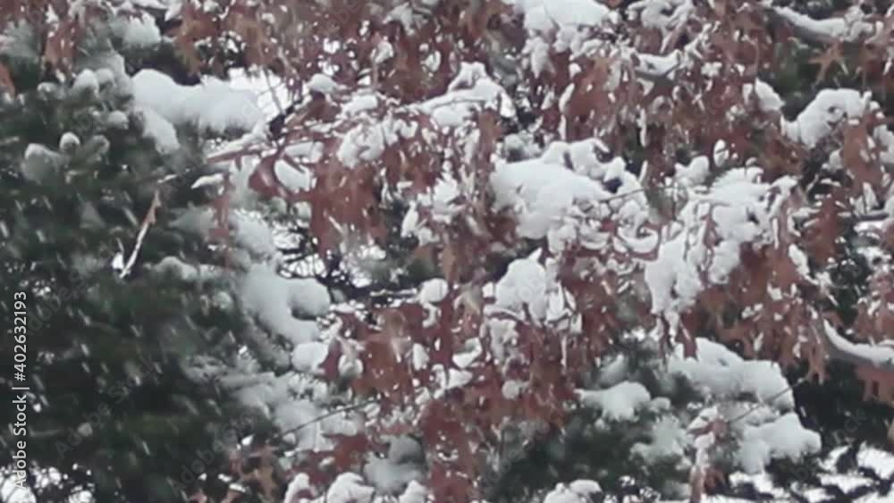 View of snow on ground and trees in a public park during winter View of snow on ground and trees in a public park during winter