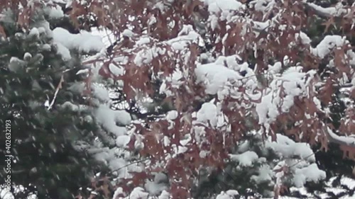 View of snow on ground and trees in a public park during winter