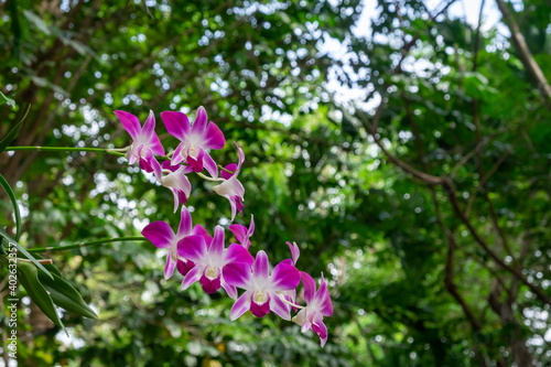 Blooming Purple orchid flower bouquet have a blurred tree background.