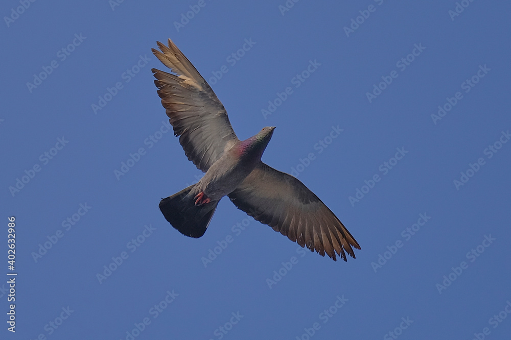 Fototapeta premium Rock Pigeon isolated on sky