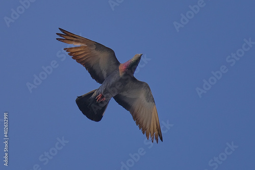 Rock Pigeon isolated on sky