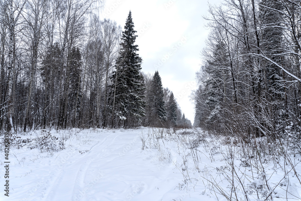 Obraz premium Stock Foto Winter in the forest, snow on trees, handsome christmas background