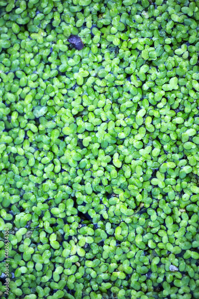 Background from plant clover four leaf. Irish traditional symbol. St.Patrick 's Day. Background from plant clover four leaf. Irish traditional symbol. St.Patrick 's Day.