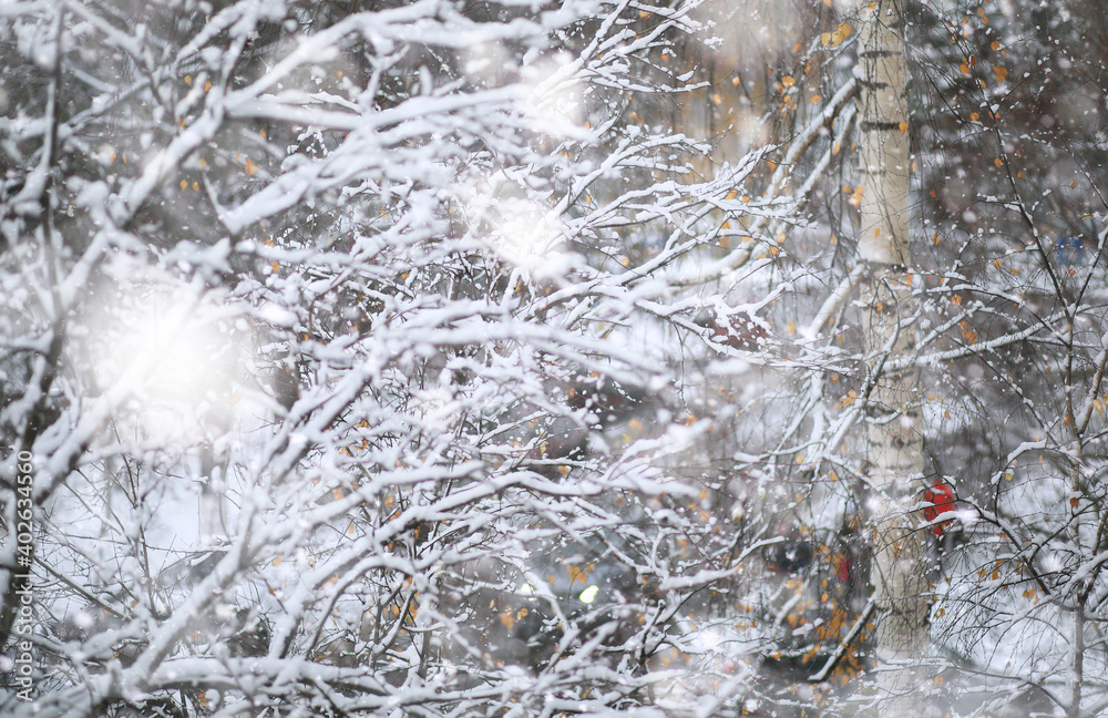 Winter Park. Landscape in snowy weather. January. Winter Park. Landscape in snowy weather. January.