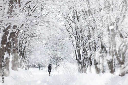 Winter landscape. Forest under the snow. Winter in the park. © alexkich