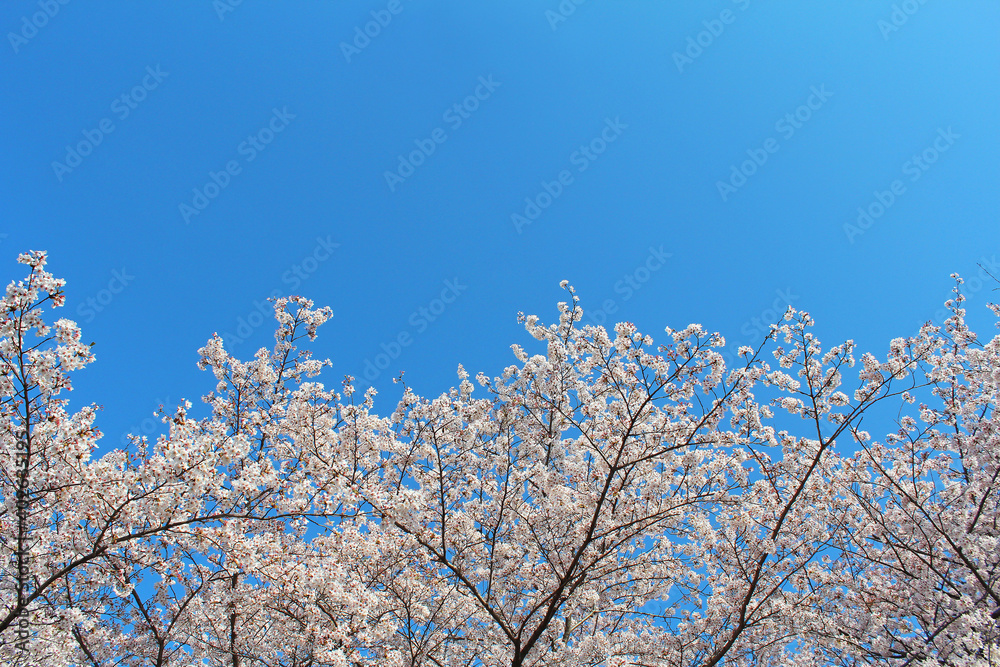 ソメイヨシノ ソメイヨシノ