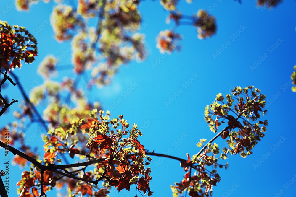 Bright spring greens at dawn in the forest. Nature comes to life in