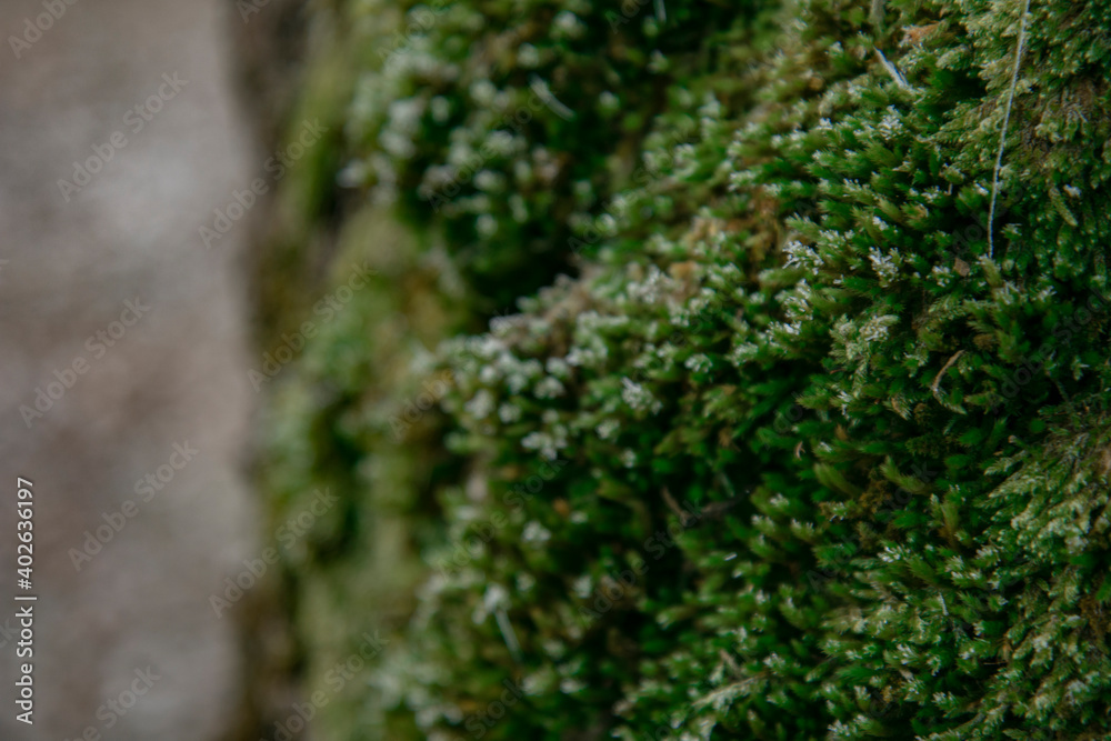 Shooting up close. Macro photography of plants. Winter morning. Shooting up close. Macro photography of plants. Winter morning.