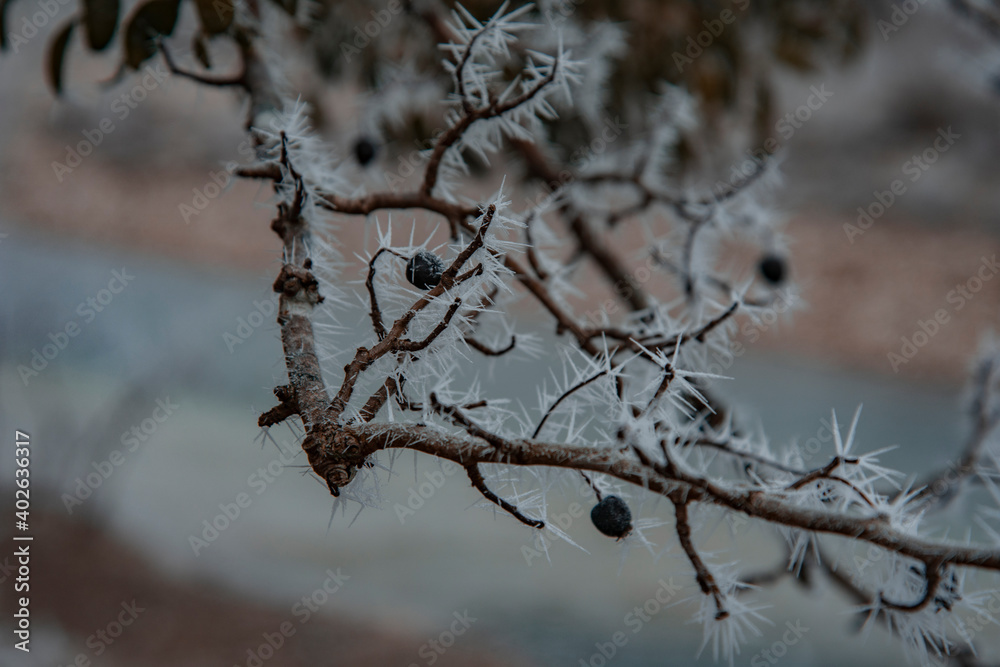 It's winter time. Frosty berries. Winter landscape. It's winter time. Frosty berries. Winter landscape.
