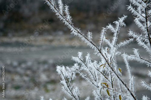 Frost on the branches. Winter landscape. Macro.