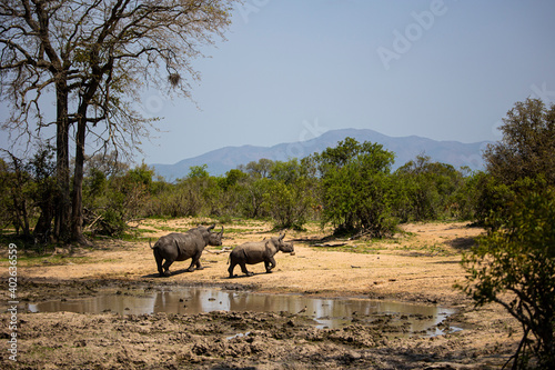 white rhinos at the waterhole