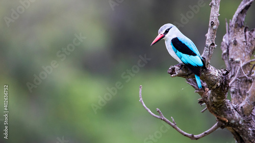 woodlands kingfisher