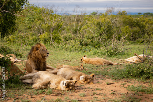 Bild auf Leinwand African lion pride