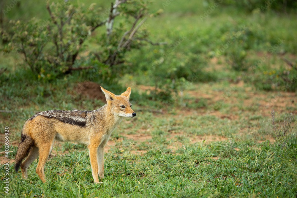 black-backed jackal