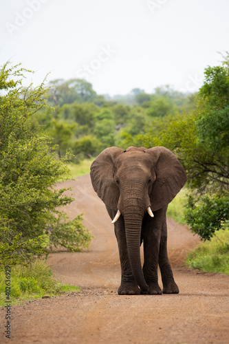 Canvas Print African elephant in Kruger national park