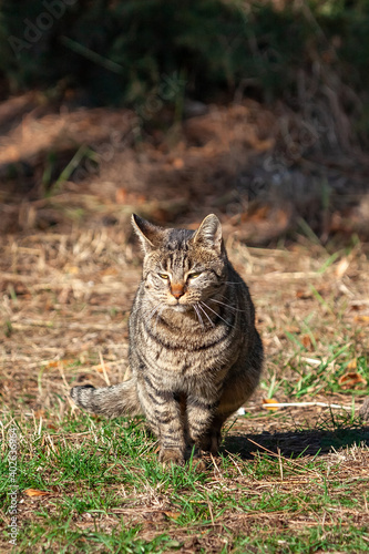 One gray tabby cat with black stripes and yellow eyes on a grass