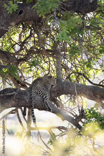lazy leopard in a tree