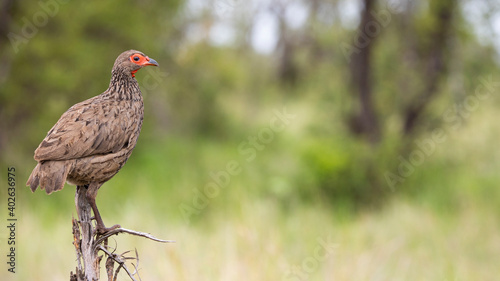 Swainson's spurfowl