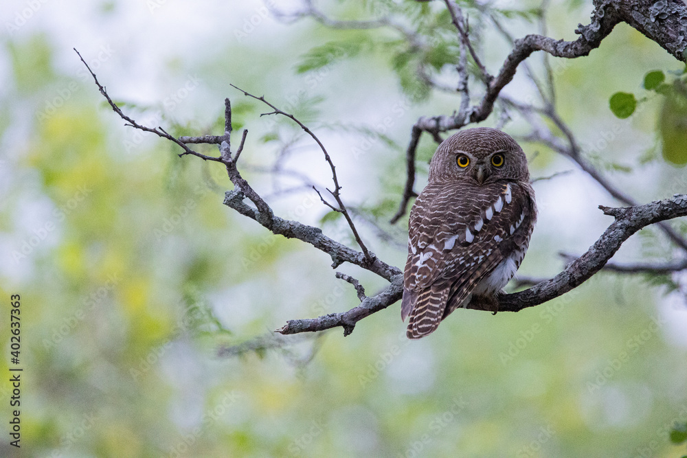 Obraz premium barred owlet