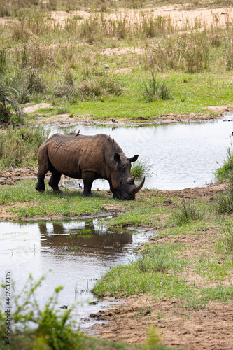 white rhino in the wild - Africa