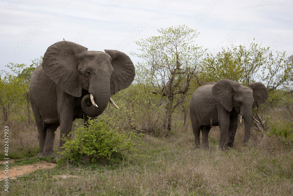 Fototapeta premium african elephant family