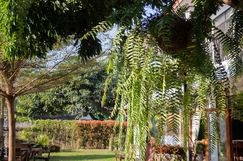 Beautiful summer green garden minimal style photo