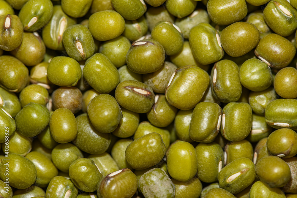 mung bean seeds (Vigna radiata) aka green gram, maash or moong mung bean seeds (Vigna radiata) aka green gram, maash or moong