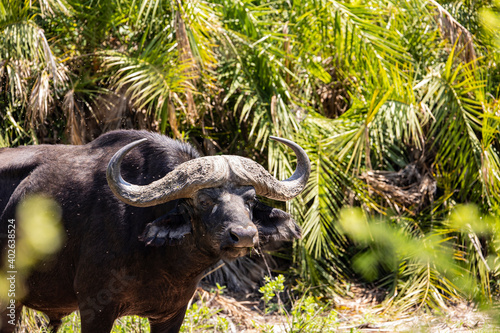 big african buffalo © Jurgens