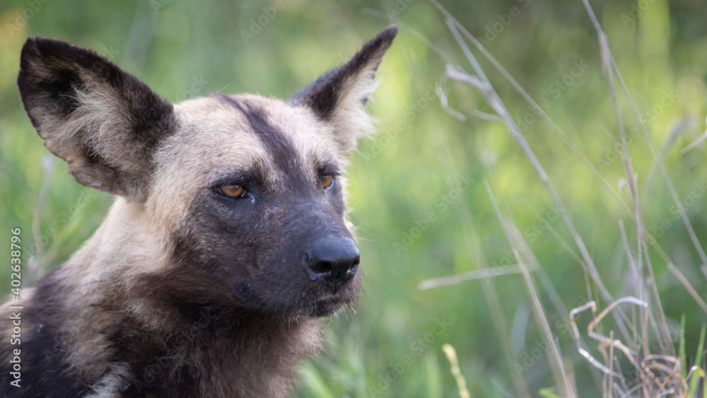 portrait of an African wild dog