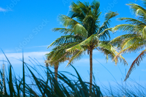 Beautiful Palm Trees Silhouettes Against Clear Blue Sky Background © Julian Prizont-Cado