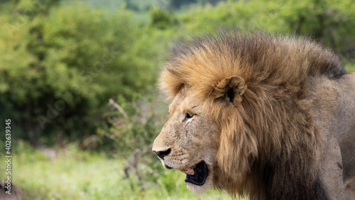 Big black-maned lion in the wild