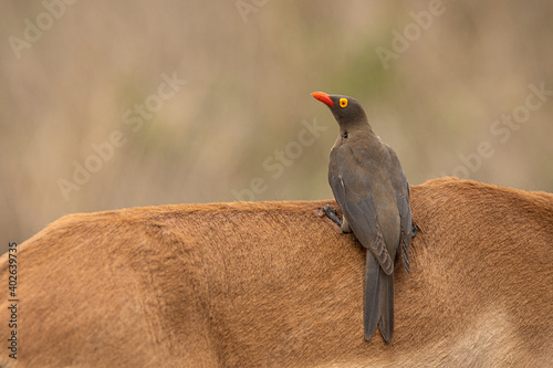 Schilderij op canvas red-billed oxpecker on an impala