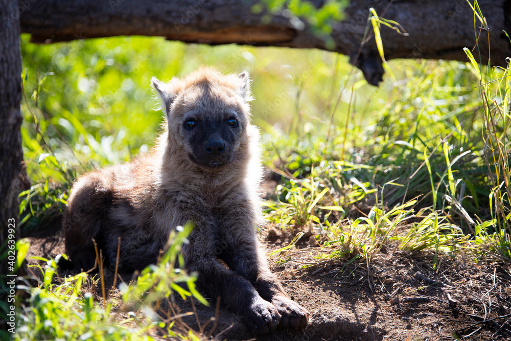 Obraz premium spotted hyena cub
