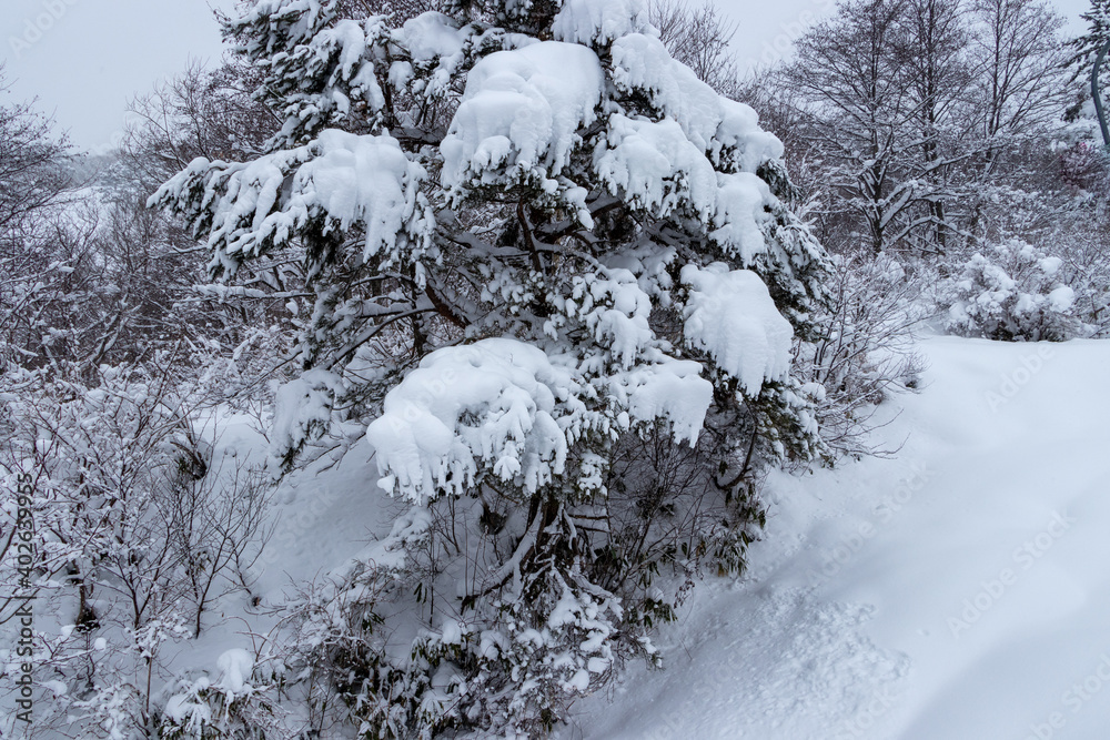 山の雪景色 冬 森林 山の雪景色 冬 森林