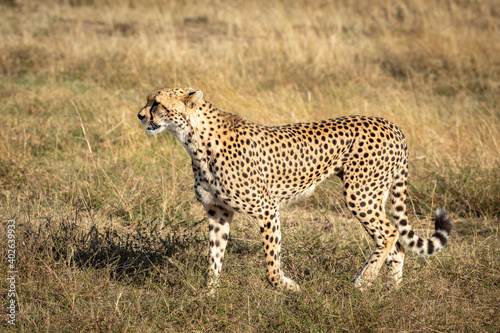 Cheetah walking in dry grass in Masai Mara in Kenya