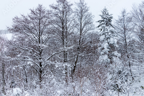 山の雪景色 冬 森林