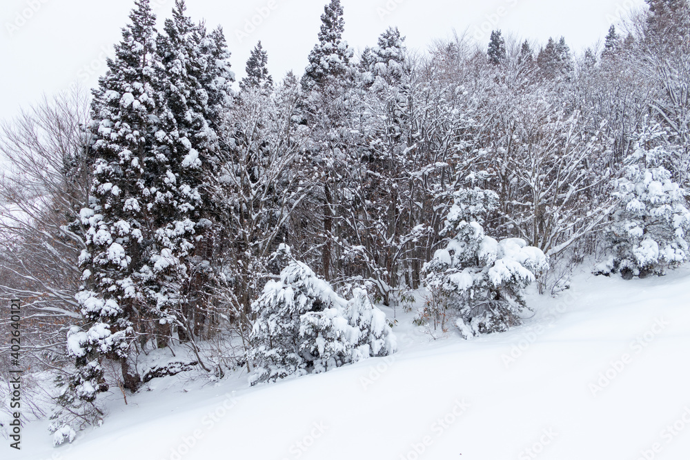 山の雪景色　冬　森林