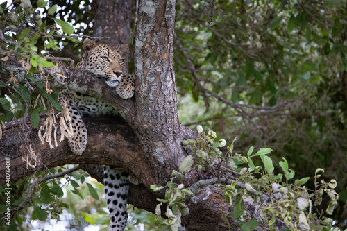 leopard in a tree - Africa
