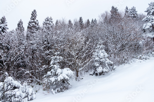 山の雪景色　冬　森林 © amosfal