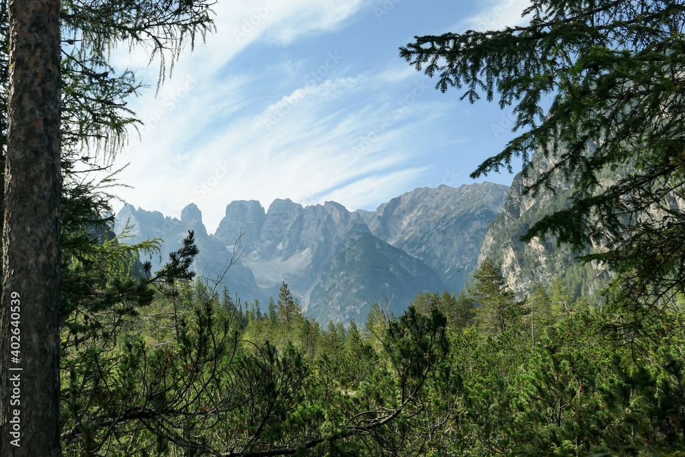 Panoramic view on the high Italian Dolomites peaks. There are dense pine trees in the front, distant mountain peaks are shrouded with a bit of haze and overgrown with small plants. Sunny day. Calmness