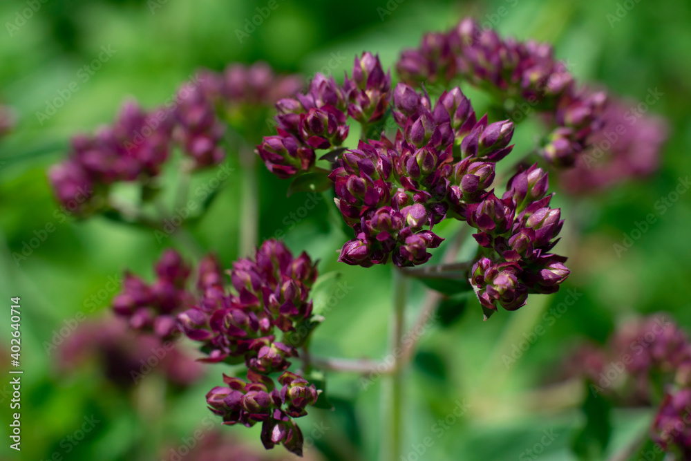 Oregano plant growing in the garden,blooming plant with green leaves. Violet flowers of marjoram seasoning and food ingredient. Oregano plant growing in the garden,blooming plant with green leaves. Violet flowers of marjoram seasoning and food ingredient.