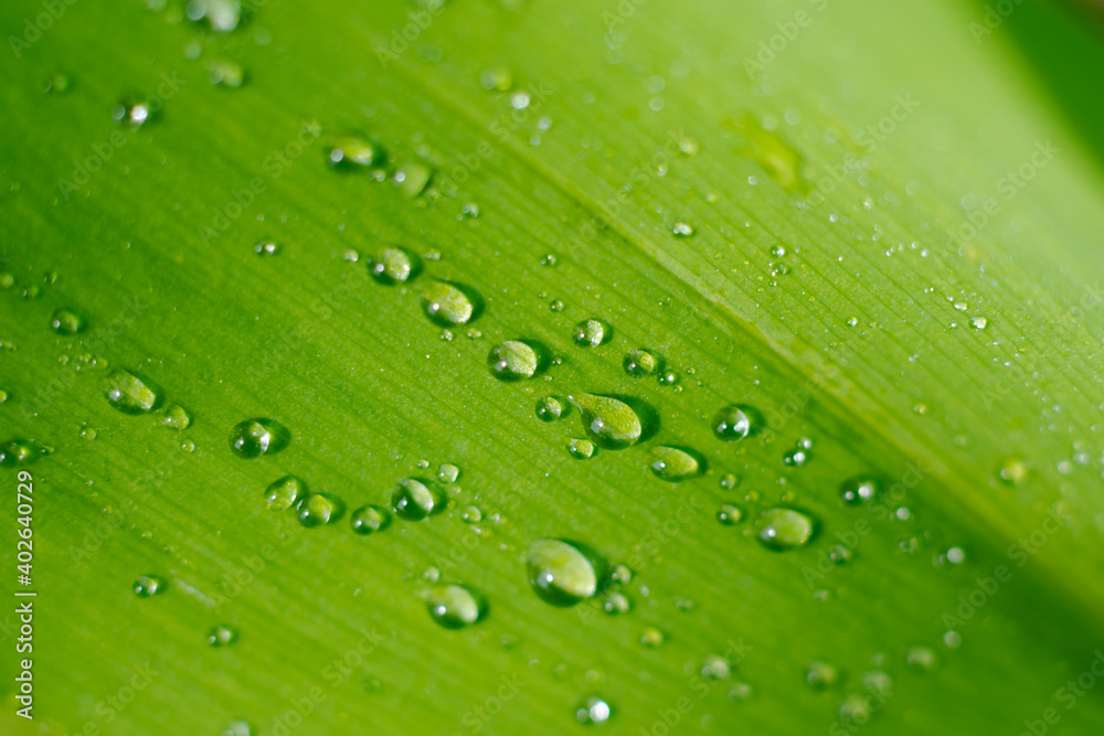 Row of many water drops on sunlit wide green leaf.Botanical background Row of many water drops on sunlit wide green leaf.Botanical background