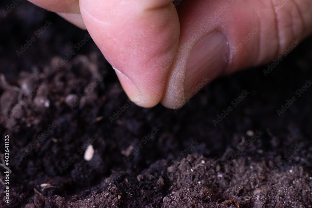 Farmer is putting tomato seeds into soil for growing. Macro photography of farmers fingers preparing to sow seeds in ground. Farmer is putting tomato seeds into soil for growing. Macro photography of farmers fingers preparing to sow seeds in ground.
