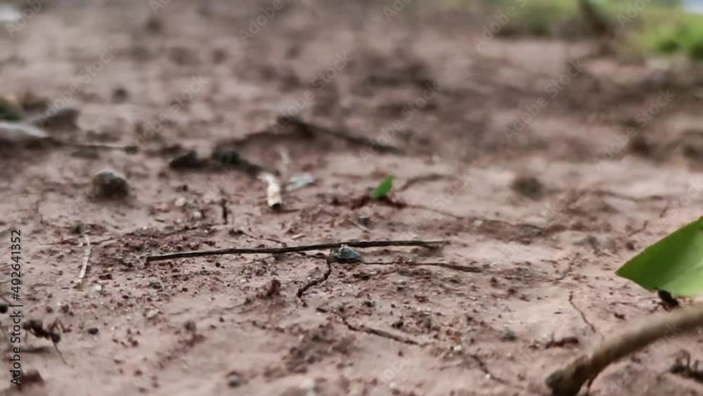 Leaf-cutting ants carrying green leaves on blurred background Leaf-cutting ants carrying green leaves on blurred background
