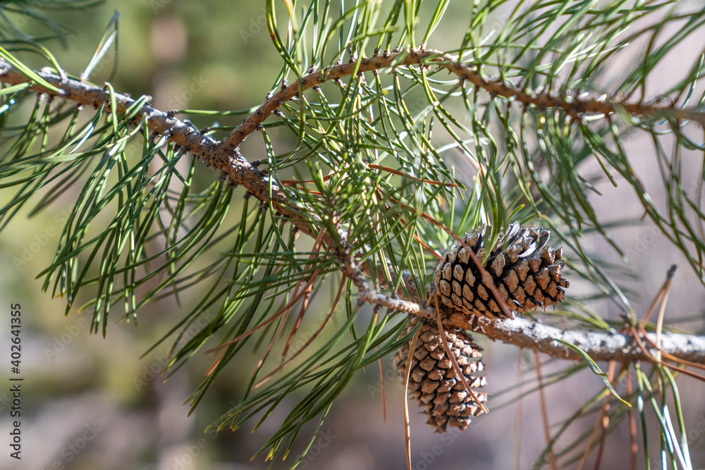 Pine Cones in a Pine Tree During Winter Pine Cones in a Pine Tree During Winter